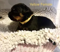 Yellow Female, a female Rottweiler for sale in Ashland, KY – 1 of 5