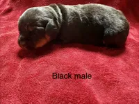 Black Male, a male Rottweiler for sale in Ashland, KY – 4 of 5