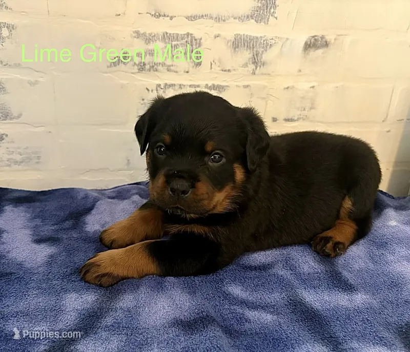 Lime Green Male – Rottweiler puppy for sale in Ashland, KY