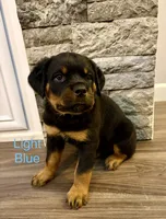 Light Blue , a male Rottweiler for sale in Ashland, KY – 4 of 5