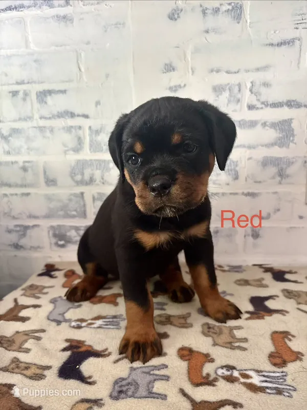 Red Female – Rottweiler puppy for sale in Ashland, KY