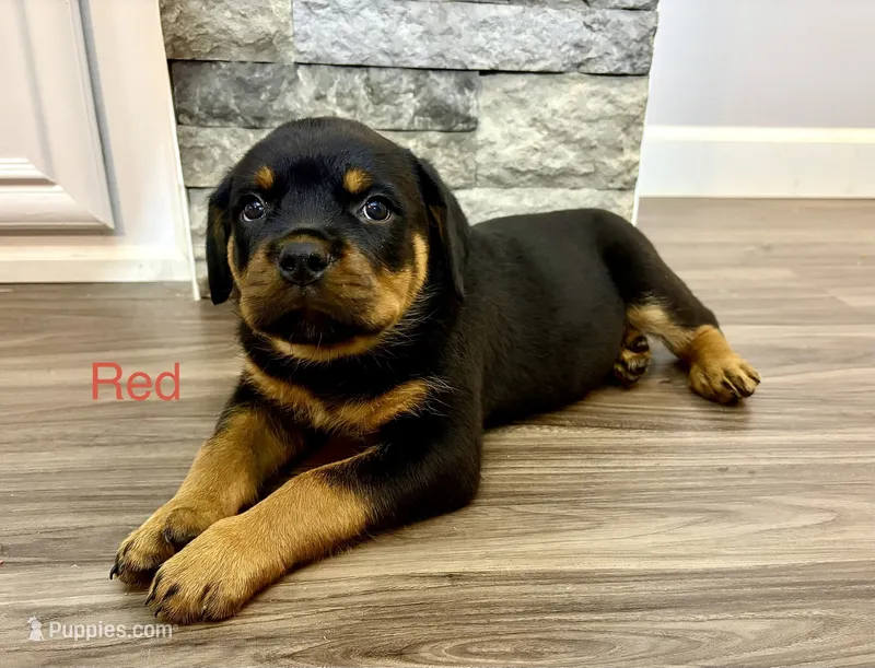 Red Female – Rottweiler puppy for sale in Ashland, KY