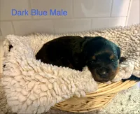 Blue Male, a male Rottweiler for sale in Ashland, KY – 1 of 5