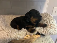 Green Male, a male Rottweiler for sale in Ashland, KY – 3 of 5
