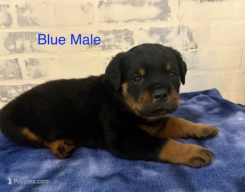 Blue Male – Rottweiler puppy for sale in Ashland, KY