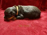 Lime Green Male, a male Rottweiler for sale in Ashland, KY – 3 of 5