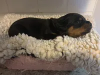 Orange Female, a female Rottweiler for sale in Ashland, KY – 3 of 5