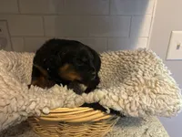 Black Male, a male Rottweiler for sale in Ashland, KY – 2 of 5