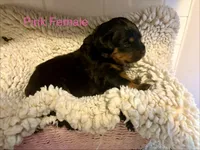 Pink Female, a female Rottweiler for sale in Ashland, KY – 1 of 5