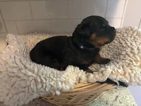 Blue Male, a male Rottweiler for sale in Ashland, KY – 3 of 5