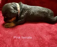 Pink Female, a female Rottweiler for sale in Ashland, KY – 2 of 5