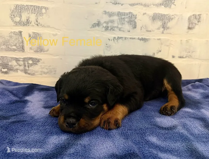 Yellow Female – Rottweiler puppy for sale in Ashland, KY