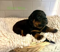 Green Male, a male Rottweiler for sale in Ashland, KY – 1 of 5