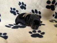 Lime Green Male, a male Rottweiler for sale in Ashland, KY – 4 of 5