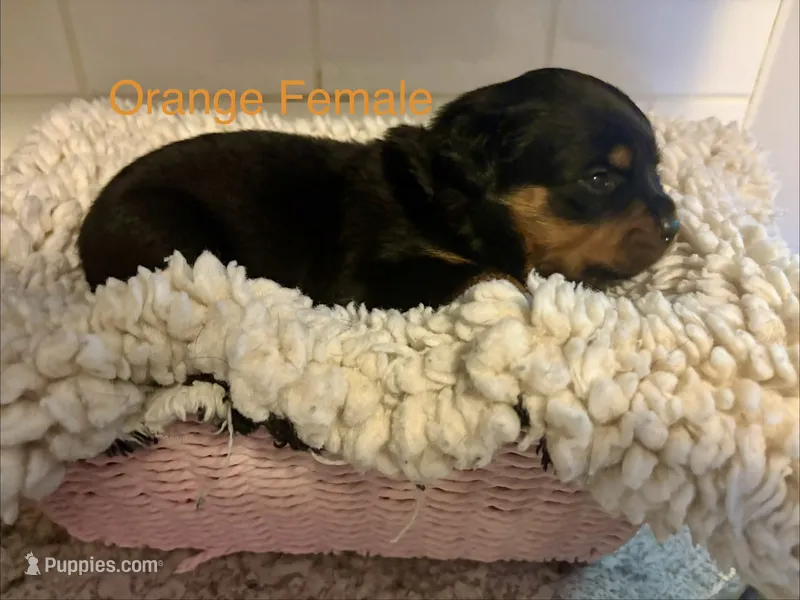 Orange Female – Rottweiler puppy for sale in Ashland, KY