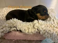 Orange Female, a female Rottweiler for sale in Ashland, KY – 1 of 5