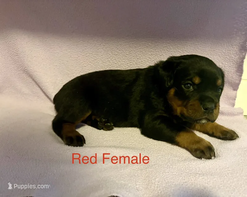 Red Female – Rottweiler puppy for sale in Ashland, KY