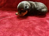 Orange Female, a female Rottweiler for sale in Ashland, KY – 2 of 5