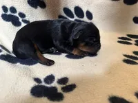 Yellow Female, a female Rottweiler for sale in Ashland, KY – 4 of 5