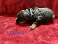Blue Male, a male Rottweiler for sale in Ashland, KY – 2 of 5