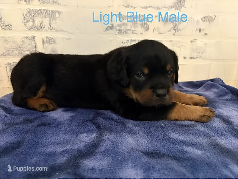 Light Blue Male – Rottweiler puppy for sale in Ashland, KY