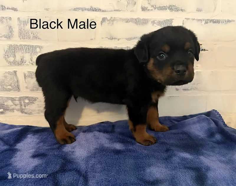 Black Male – Rottweiler puppy for sale in Ashland, KY