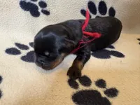 Red Female, a female Rottweiler for sale in Ashland, KY – 4 of 5