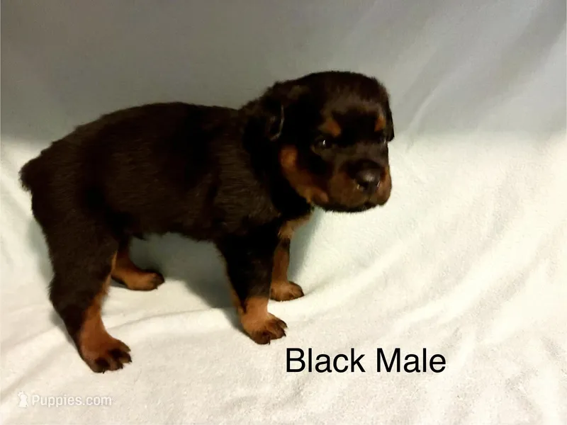 Black Male – Rottweiler puppy for sale in Ashland, KY