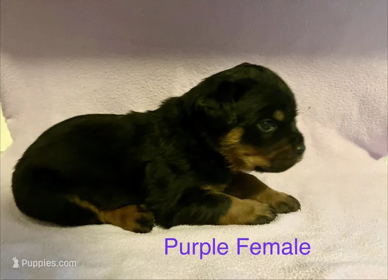 Purple Female – Rottweiler puppy for sale in Ashland, KY