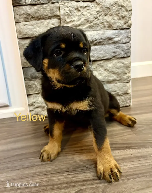 Yellow Female – Rottweiler puppy for sale in Ashland, KY