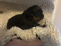 Pink Female, a female Rottweiler for sale in Ashland, KY – 4 of 5