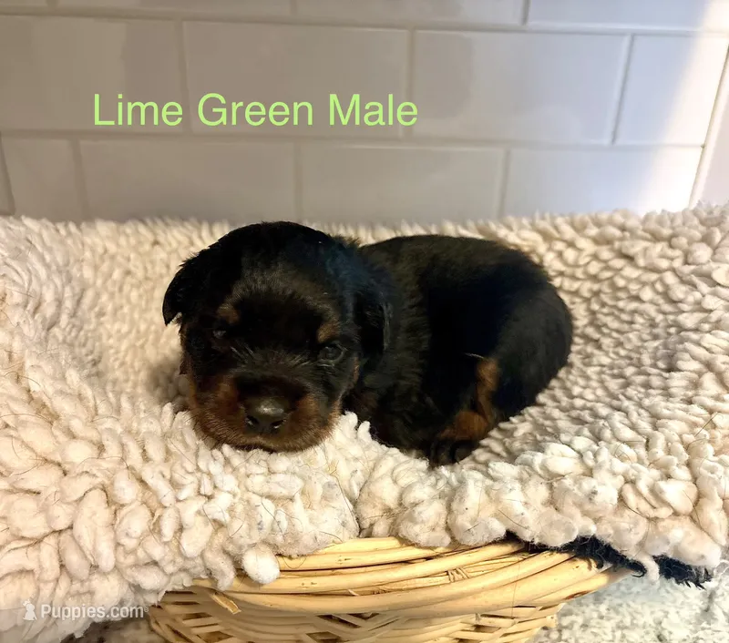 Lime Green Male – Rottweiler puppy for sale in Ashland, KY
