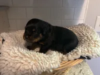Light Blue Male, a male Rottweiler for sale in Ashland, KY – 2 of 5