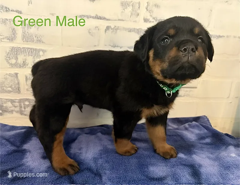 Green Male – Rottweiler puppy for sale in Ashland, KY