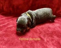 Yellow Female, a female Rottweiler for sale in Ashland, KY – 3 of 5