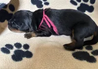 Pink Female, a female Rottweiler for sale in Ashland, KY – 3 of 5