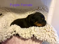 Purple Female, a female Rottweiler for sale in Ashland, KY – 1 of 5