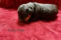 Light Blue Male, a male Rottweiler for sale in Ashland, KY – 3 of 5