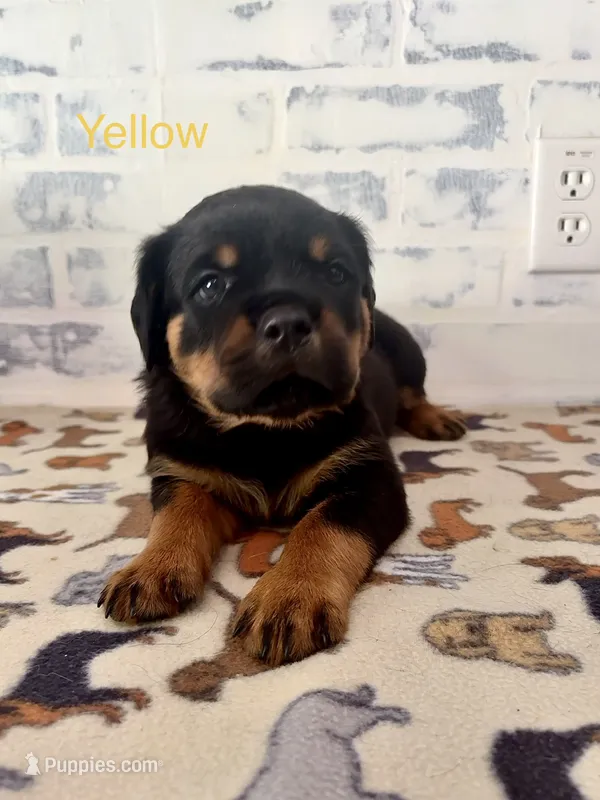 Yellow Female – Rottweiler puppy for sale in Ashland, KY