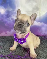 Dotty’s Purple, a female French Bulldog for sale in Granbury, TX – 5 of 5