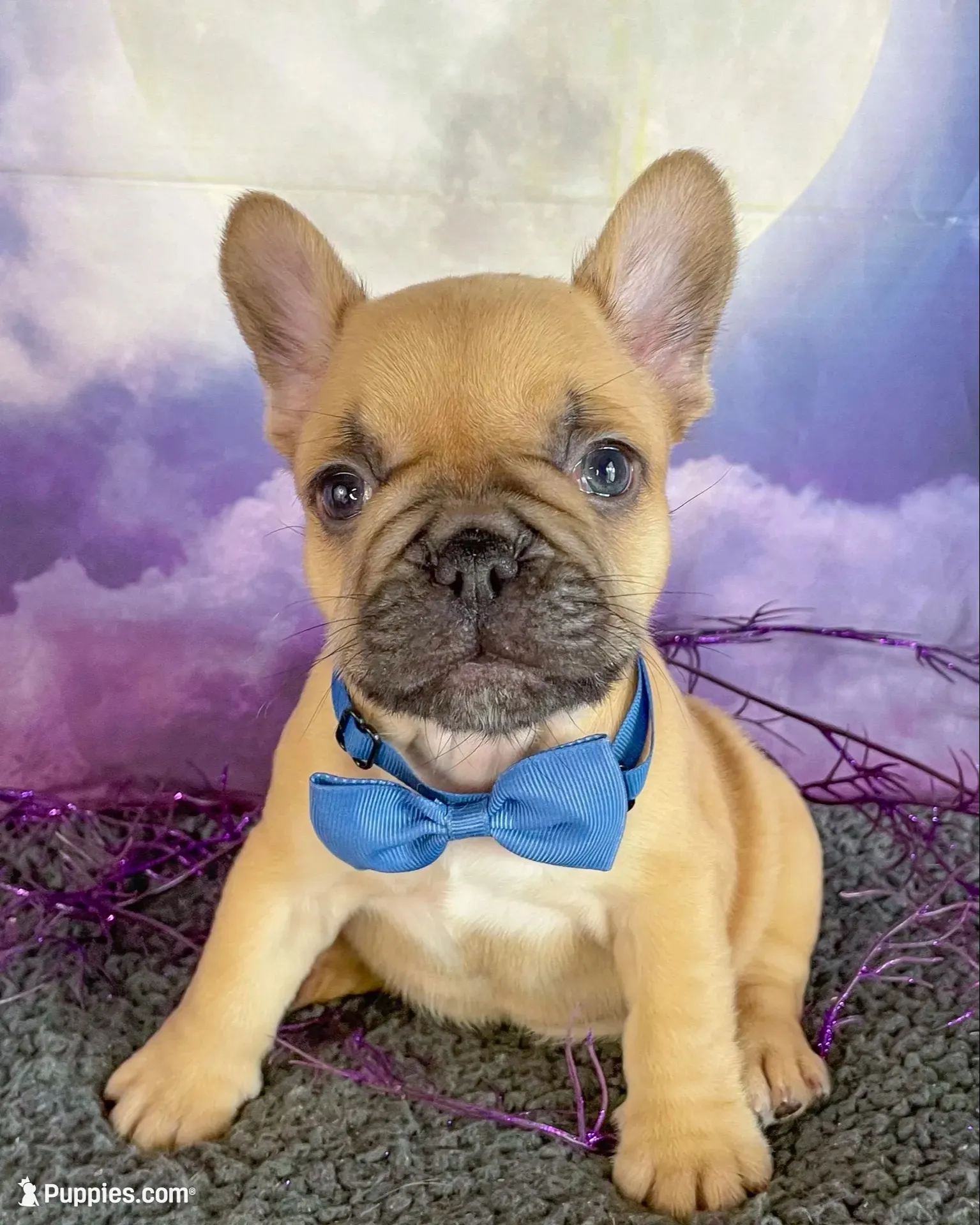 Dotty’s Gray, a male French Bulldog for sale in Granbury, TX – 1 of 4