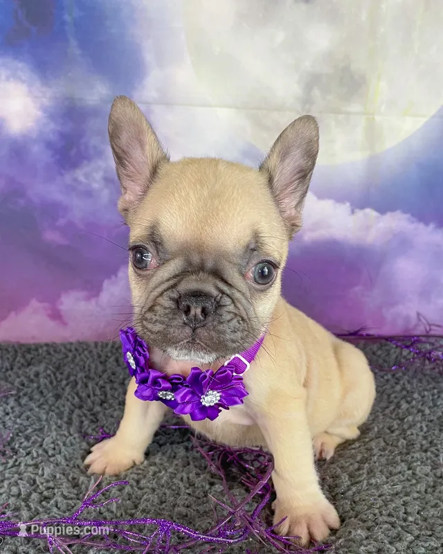 Dotty’s Purple – French Bulldog puppy for sale in Granbury, TX