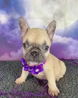 Dotty’s Purple, a female French Bulldog for sale in Granbury, TX – 1 of 5