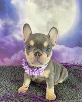Lindy’s Red, a female French Bulldog for sale in Granbury, TX – 2 of 5