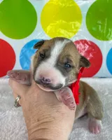Fawn Female MBT, a female Miniature Bull Terrier for sale in Granbury, TX – 2 of 10