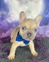 Winter’s Navy, a male French Bulldog for sale in Granbury, TX – 4 of 4