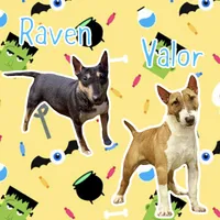 Male MBT, a male Miniature Bull Terrier for sale in Granbury, TX – 5 of 9