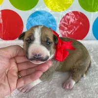 Fawn Female MBT, a female Miniature Bull Terrier for sale in Granbury, TX – 4 of 10