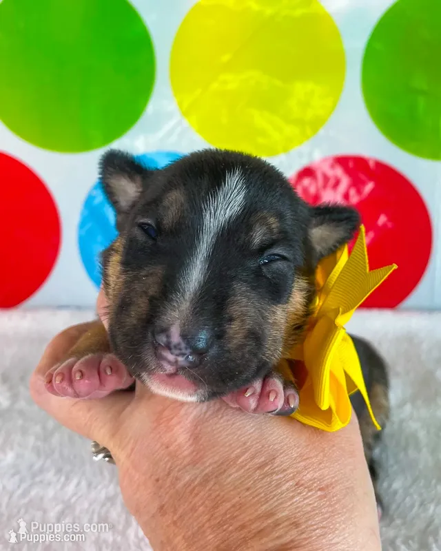 Black Female MBT – Miniature Bull Terrier puppy for sale in Granbury, TX