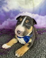 Male MBT, a male Miniature Bull Terrier for sale in Granbury, TX – 2 of 9